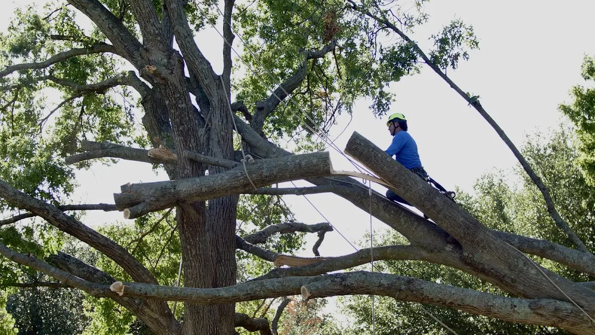 Professional Crown Thinning performed by certified arborists in Ola